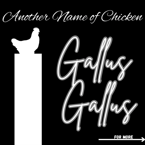 SuperHero : Chicken and Nickname